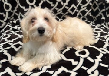 HAVANESE HAPPINESS IRRESISTIBLE PUPPIES FOR SALE