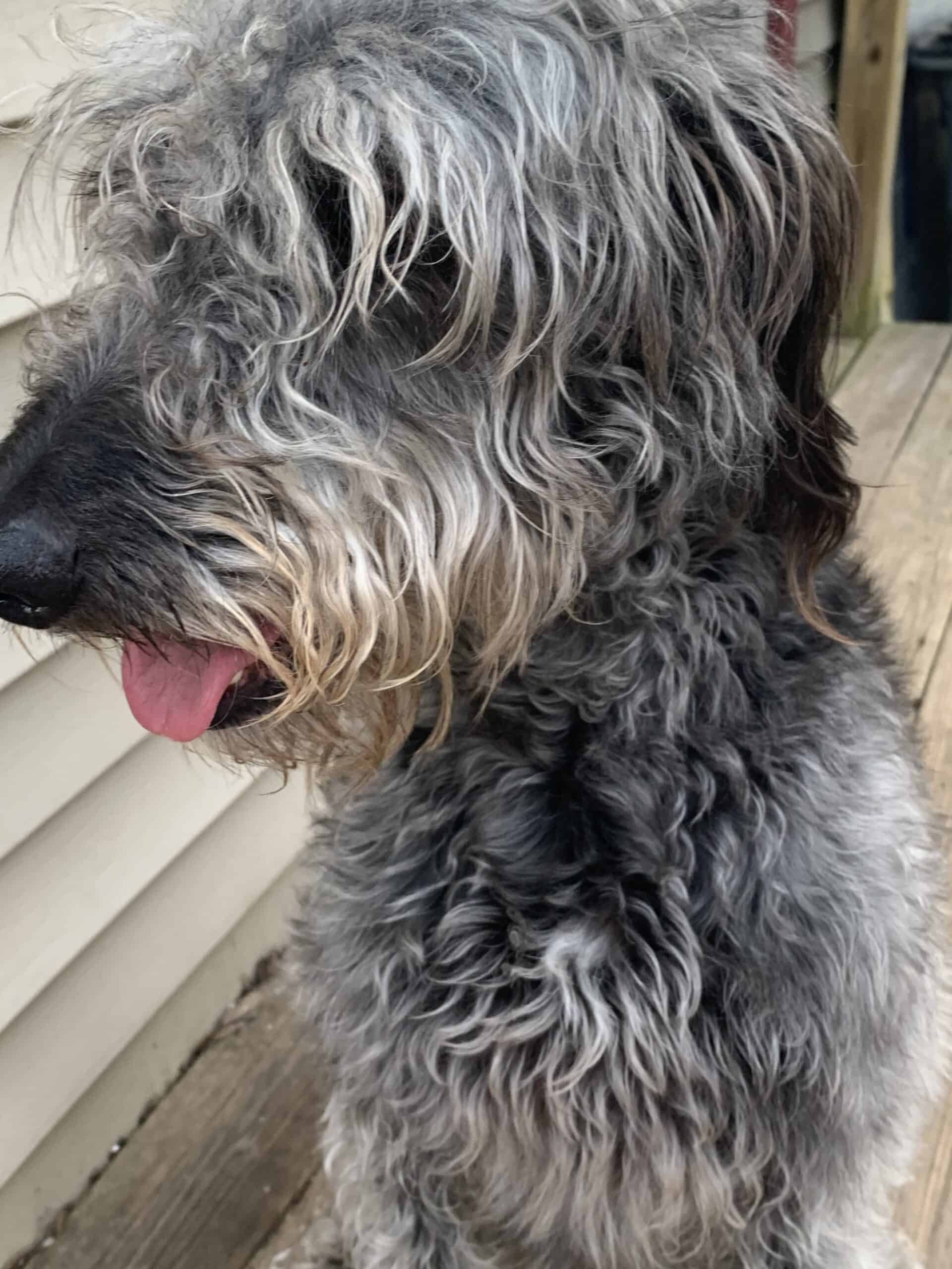 Whippet + Poodle mix — REHOME (3 years old) | PetClassifieds.com