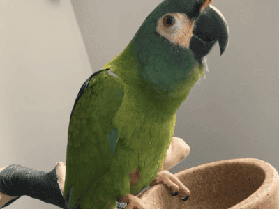 Illigers Macaw for adoption