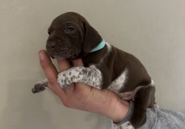 AKC Registered German Shorthaired Pointers