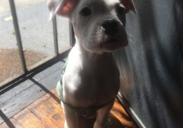 3 Month Old Boxer for Sale