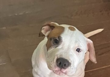 3 month pitbull terrier needs home asap