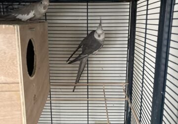 Pair of Cockatiels for sale