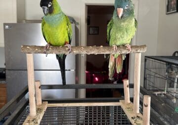 Male (2yrs) and female (1yr 2m) parrot
