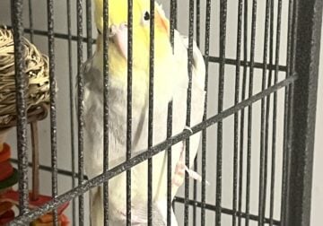 Two Male Cockatiels Rehoming