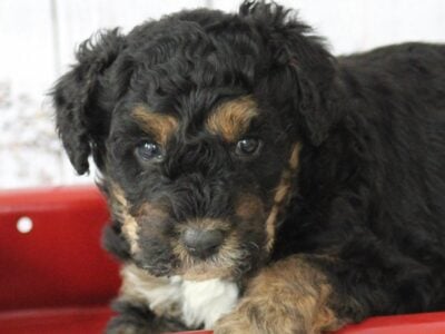 Bernedoodle Puppies for YOU!