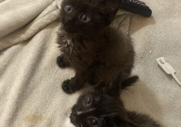 Kittens smaller breed