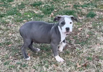 White and Blue American Bully Pup
