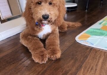 Full Breed Goldendoodle