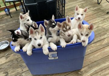 Seven husky puppies