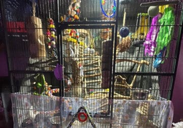 REHOMING: 4 sweet male budgies