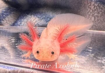 Axolotl babies! Shipping available!