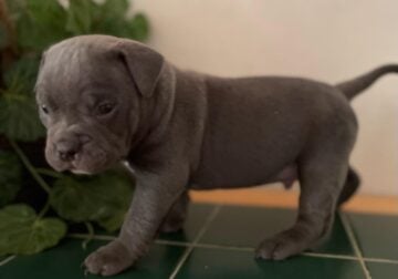 Male American bullies available