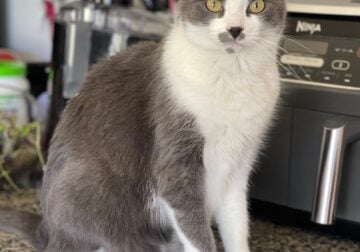 FREE to a Good Home! Male Gray/Blue Calico Cat