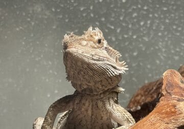 ~4 month old bearded dragon