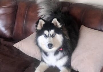 2 year old Pomsky rehoming