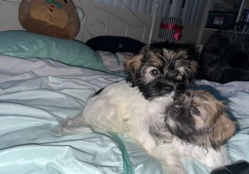 Shih-poo pups for rehome