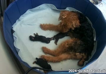 Pure bred Welsh Terrier pups