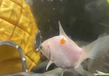 Young Goldfish
