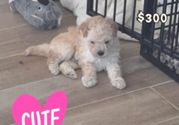 Puppy for sale
