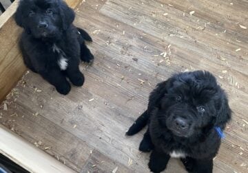 AKC Newfoundland puppies-born 12/23/23 – 9 wks old