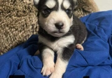 Husky Puppies need forever home!