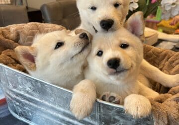 9 Week Old Purebred Cream Shiba Inu Puppies