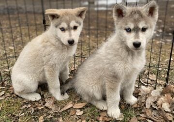 4th of July! Wolfdog Pups in Minnesota 🇺🇸🐺