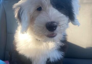 3 Month old Old English Sheepdog for Sale