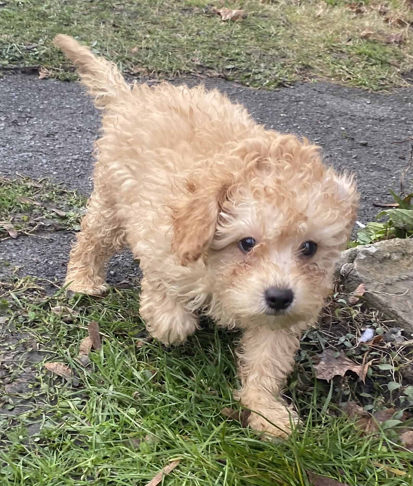 Pom-shih-poo boy | PetClassifieds.com