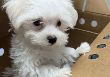 2months old male Maltese