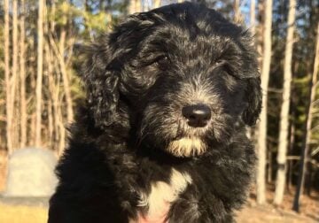 Sheepadoodle Puppies ready for loving home