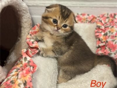 Adorable Scottish Fold and Straight Kittens