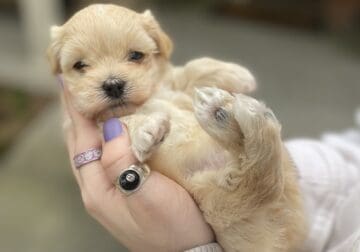 Male and female AKC Havanese puppies for sale