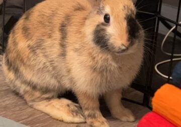 1.5 yr old calico minature holland lop