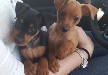 Looking for a red female min pin puppy.