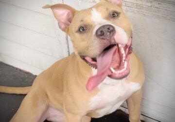 Beautiful standard bully looking for a new home!
