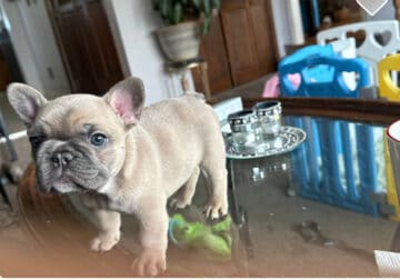 Frenchie Puppies for Sale