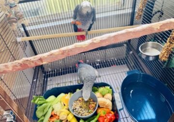 Female African grey parrot or pair