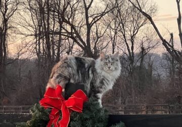 Gorgeous 1 Year Old Purebred Maine Coon Queen