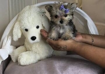Teacup & Toy Breeds Puppies For Sale