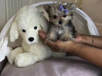 Teacup & Toy Breeds Puppies For Sale