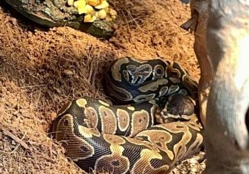 Ball python and enclosure/accessories