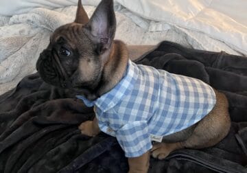 French Bulldog Puppies- AKC Registered