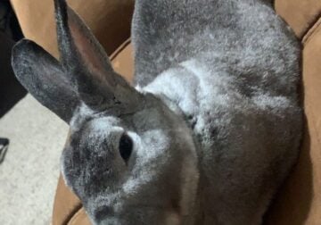 Looking to re-home rabbit