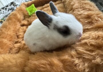 Cute Bunny/Rabbit for sale