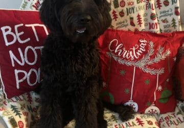 Rehome Goldendoodle