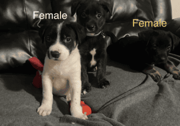 Large breed Mixed puppies