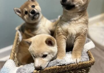 Pure Bred Shiba Inu Puppies