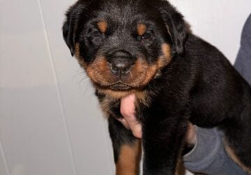 Rottweiler MALE Puppies